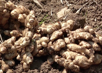 Nimazor farmers shift to ginger farming after citrus greening wipes out orange orchards
