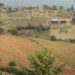 Restoration of irrigation water helps revive paddy cultivation, Orong Gewog