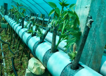 Agriculture Research and Development Centre develops high-yielding walnut saplings, hot callusing technique increases success rate