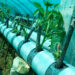 Agriculture Research and Development Centre develops high-yielding walnut saplings, hot callusing technique increases success rate