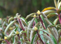 Rhododendron bloom declines, Lamperi festival sees sparse blossoms