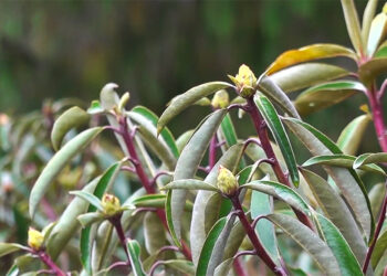 Rhododendron bloom declines, Lamperi festival sees sparse blossoms