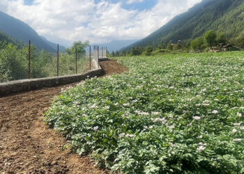 Wildlife threat recedes as chain-link fencing nears completion in Mitshig, Paro
