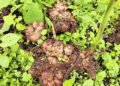 Ginger prices plunge, leaving Samdrup Jongkhar farmers in loss