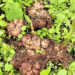 Ginger prices plunge, leaving Samdrup Jongkhar farmers in loss