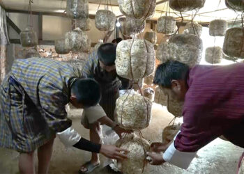 Students gain skills and exposure through mushroom cultivation