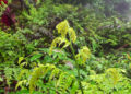 From forest to market: Wogyal villagers brave wild for income, Wangdue Phodrang