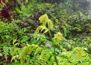 From forest to market: Wogyal villagers brave wild for income, Wangdue Phodrang