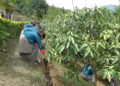 Learning to grow, Yechen Central School dig into agriculture for self-reliance