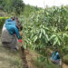 Learning to grow, Yechen Central School dig into agriculture for self-reliance