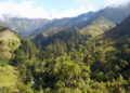 NC proposes comprehensive forestry reforms, including export policy overhaul, timber trade digitalisation