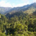 NC proposes comprehensive forestry reforms, including export policy overhaul, timber trade digitalisation