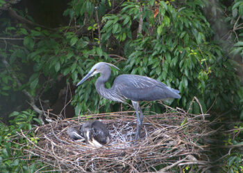 Bhutan records 29 White-bellied Herons: RSPN’s annual WBH Survey