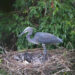 Bhutan records 29 White-bellied Herons: RSPN’s annual WBH Survey