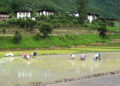 Timely rainfall boost paddy plantation in Dawakha, Punakha