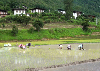 Timely rainfall boost paddy plantation in Dawakha, Punakha