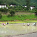 Timely rainfall boost paddy plantation in Dawakha, Punakha