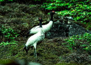 Langjab in Haa emerges as summer habitat for black-necked cranes