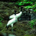 Langjab in Haa emerges as summer habitat for black-necked cranes