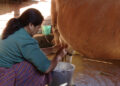 Women in Tshaluna find economic independence through dairy farming