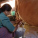 Women in Tshaluna find economic independence through dairy farming