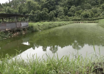 Tashithang fishery struggles to stay afloat amid market challenges