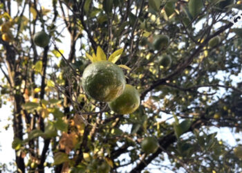 Climate-resilient seedlings to help revive Bhutan’s declining orange production