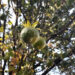 Climate-resilient seedlings to help revive Bhutan’s declining orange production