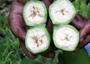 Unidentified infestation damages bananas in Dagana