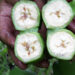 Unidentified infestation damages bananas in Dagana