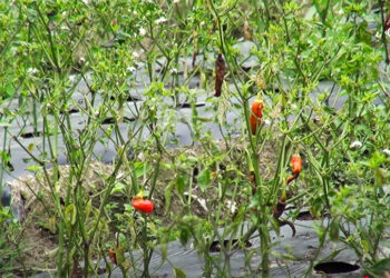 Chilli plants drying, incomes falling: concern for farmers in Trashi Yangtse