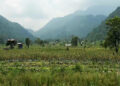 Chain link fencing helps revive abandoned farmland in Chhoekhorling, Pema Gatshel