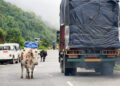 Stray cattle problem worsens in Gedu town