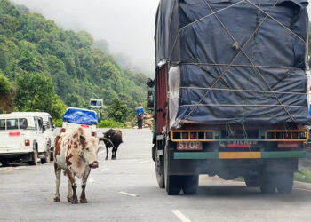 Stray cattle problem worsens in Gedu town