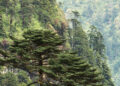 Bhutan celebrates Social Forestry Day honouring His Majesty the Fourth Druk Gyalpo