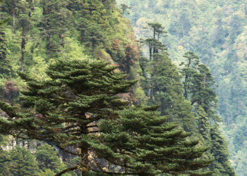 Bhutan celebrates Social Forestry Day honouring His Majesty the Fourth Druk Gyalpo