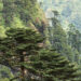Bhutan celebrates Social Forestry Day honouring His Majesty the Fourth Druk Gyalpo