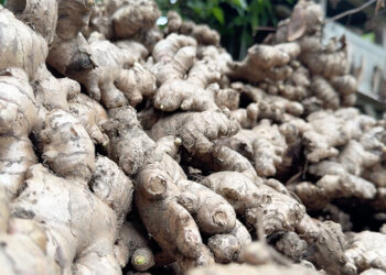 Farmers in Logchina struggle to sell gingers as prices plunge