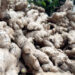 Farmers in Logchina struggle to sell gingers as prices plunge