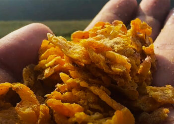 Maize turns lucrative for Monggar farmers, attracting new growers