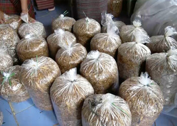 Zambalha Cooperative trained in mushroom cultivation to boost rural income, Pema Gatshel