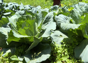 Jadingkha farmers choose organic despite setbacks