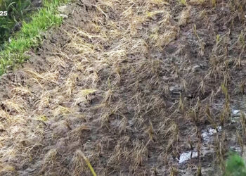 Dry fields and diminishing hopes: Wangdue Phodrang’s Gase Tshogom farmers await irrigation relief