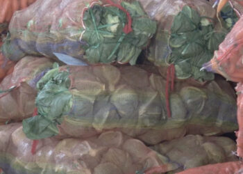 Vegetable exports rise in 2024, essential imports increase alongside