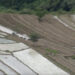Nearly 100 households await rain to start paddy cultivation on 75 acres in Bidung Gewog