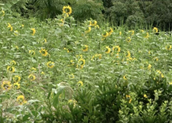 Sunflowers bloom in Khar Gewog as farmers embrace large-scale cultivation