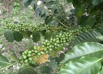 Coffee – Chhoekhorling Gewog’s new cash crop