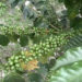 Coffee – Chhoekhorling Gewog’s new cash crop
