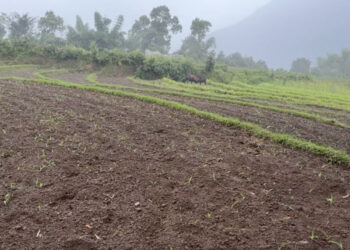 Delayed rainfall leaves Meritsemo’s paddy fields barren