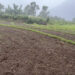 Delayed rainfall leaves Meritsemo’s paddy fields barren